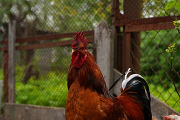 Close up of adult rooster in paddock. Portrait of stately cock outdoor.