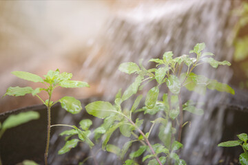 Closeup holy basil Choose focus