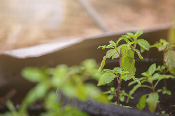 Closeup holy basil Choose focus
