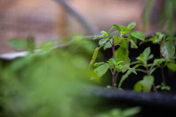 Closeup holy basil Choose focus