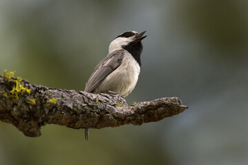 Mountain Chickadee  Singing