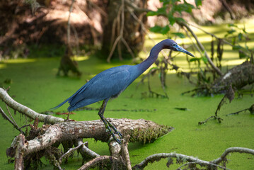 Fototapeta premium A little blue heron in a swamp with duckweed.