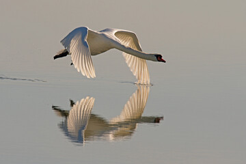 Mute Swan in Flight Over the Pond Early Morning
