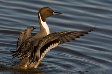 Northern Pintail Male Duck finishing a bath