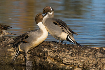 Northern Pintail male ducks sparring over a nearby female