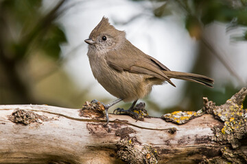 Oak titmouse on a log © Laurie Wilson