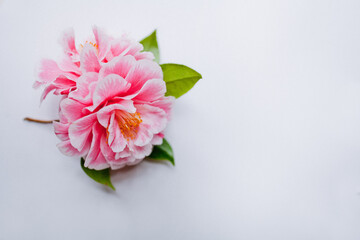 twig with rose on white background with space for text, top view 
