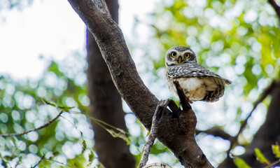 Spotted owlet on a tree 