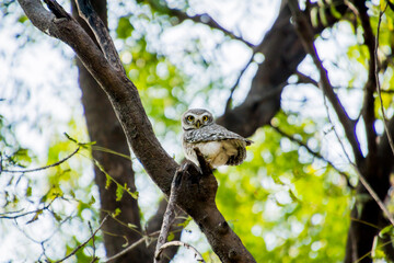Spotted owlet on a tree 