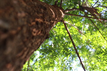 Fototapeta premium tree in the forest