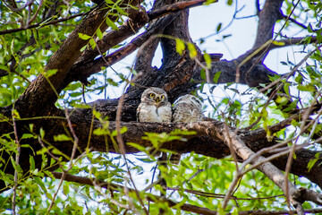 Spotted owlet on a tree 