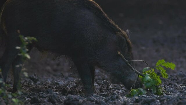 A large wild boar in a natural environment looking for food.