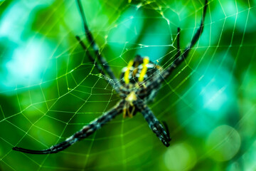 Spiders are a type of animal with booklets (arthropods) with two body segments, four pairs of legs, wingless, and no chewing mouth. All types of spiders are classified in the Araneae order; and along 