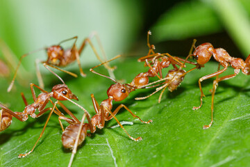 The Red Ant team is on the way. Help friends On the green leaves,Macro photography
