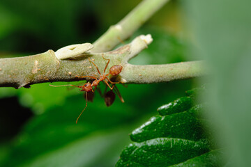 Macro photography,Red ant walk on a tree ,close up