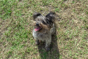 Naklejka premium Mini schnauzer dog sitting on a grass field at the park, eagerly awaiting a toy to be thrown