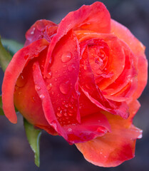 Orange Rose With Rain Drops