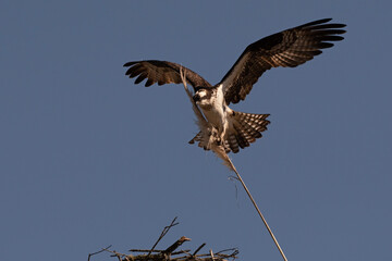 Osprey bringing in fresh nest material