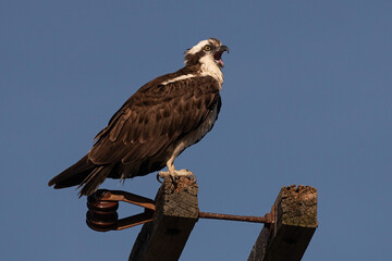 Osprey female calling to her mate from near nest