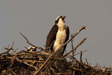 Osprey male and female calling together