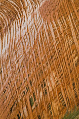 Texture on the side of a Palm Tree
