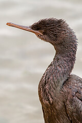 Pelagic cormorant head portrait