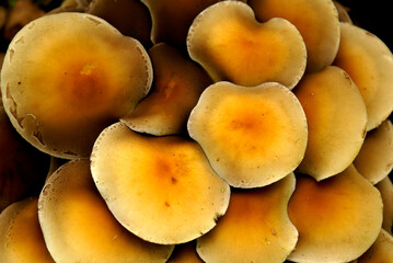 Wild yellow Mushrooms close up detail in a small group   