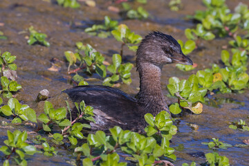 Pie-Billed Grebe surfaces in the pond 