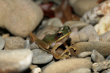 Frog of Borneo