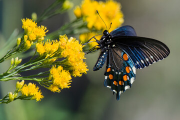 Pipevine Swallowtail butterfly on yellow wildflowers