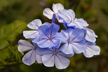 Plumbago flowers in imperial blue