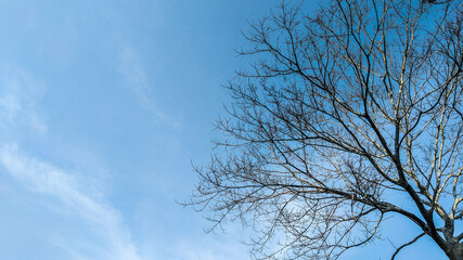tree and sky