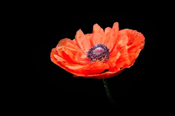 Beautiful red poppy flower on a dark background close-up with blur and shallow depth of field.