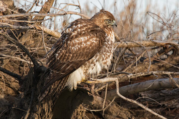 Red tailed hawk drying feathers after a bath