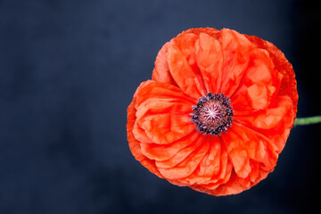 Beautiful red poppy flower on a dark background close-up with blur and shallow depth of field.