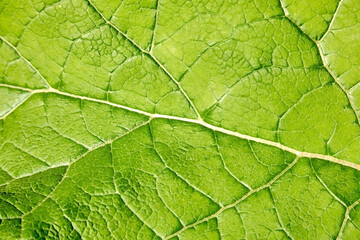 Naklejka na ściany i meble Fresh green leaf close-up with shallow depth of field. Natural background.