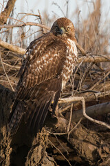 Red tailed hawk