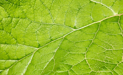 Fototapeta na wymiar Fresh green leaf close-up with shallow depth of field. Natural background.