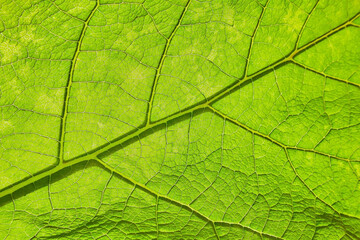 Fototapeta na wymiar Fresh green leaf close-up with shallow depth of field. Natural background.