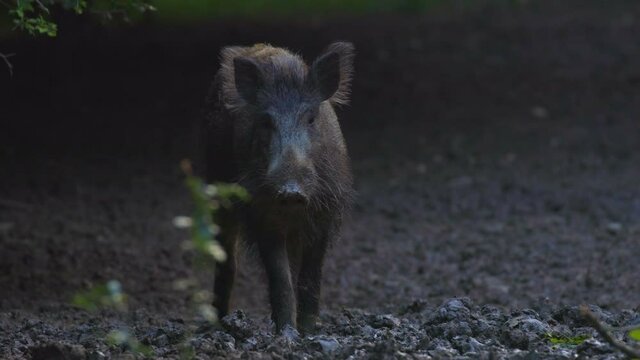 A large wild boar in a natural environment looking for food.