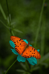 painted lady butterfly