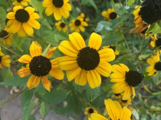 Yellow & black, flower, sunflower, yellow, nature, summer, field, flowers, plant, garden, green, sunflowers, sun, bright, floral, beauty, blossom, beautiful, agriculture, flora, leaf, petal, rudbeckia