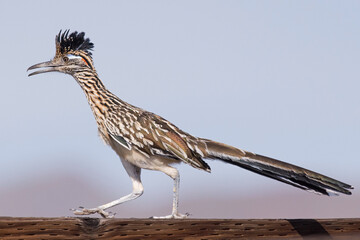 Roadrunner walking on a wooden fence rail