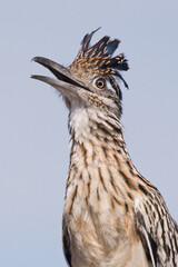 Roadrunner head portrait
