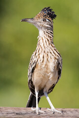 Roadrunner sitting on a wooden fence