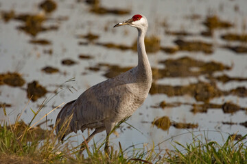 Fototapeta premium Sandhill Crane looking up from feeding