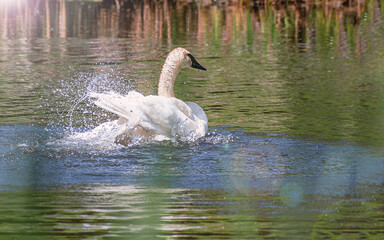 A swan is dancing in water