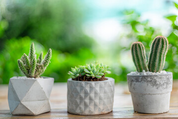 Succulent Cactus In a small cement pot With a natural green background, giving a relaxing feeling.