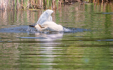 A swan is dancing in water