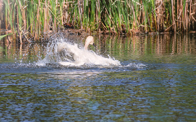 Fototapeta premium A swan is dancing in water